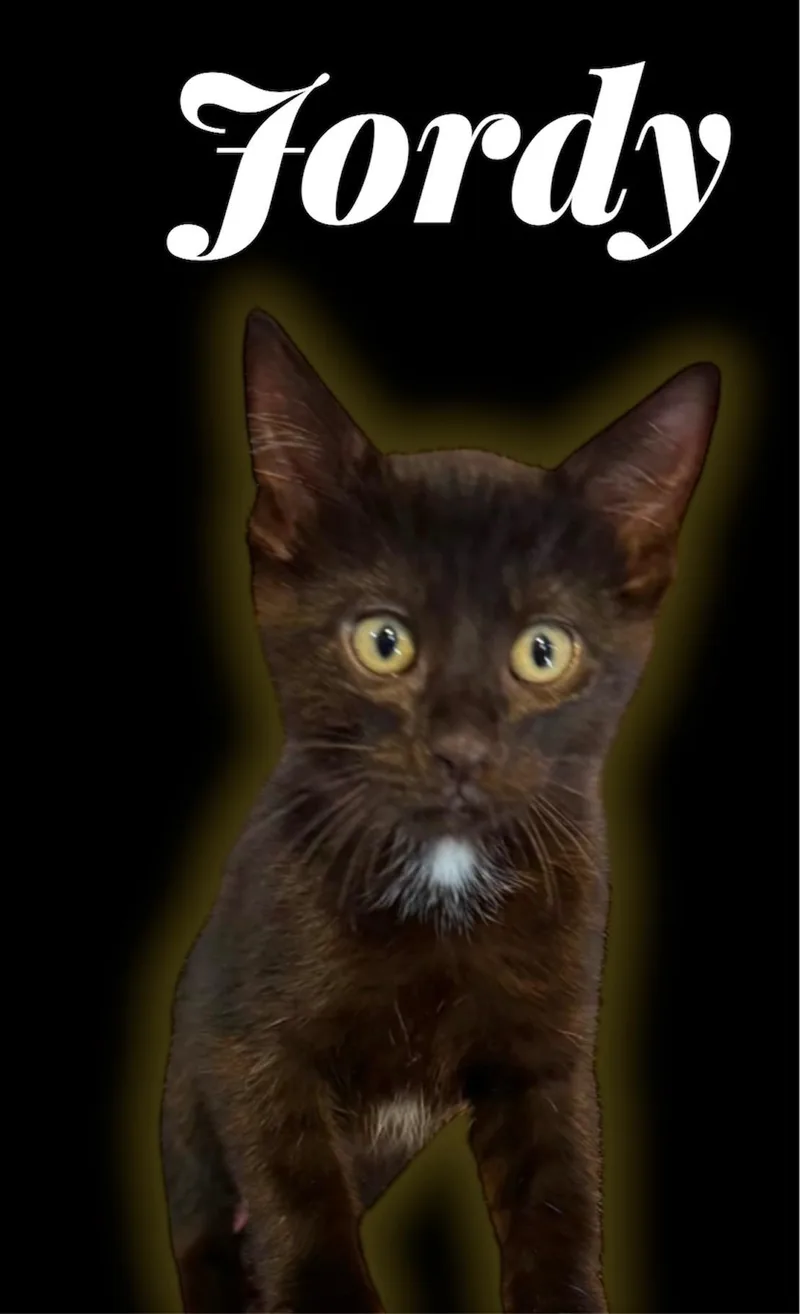 A baby small-sized male Black Domestic Short Hair cat named Jordy for adoption in Auburn, CA