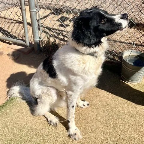 A young medium-sized male White / Cream Australian Shepherd dog named Gizmo for adoption in Green Valley, AZ