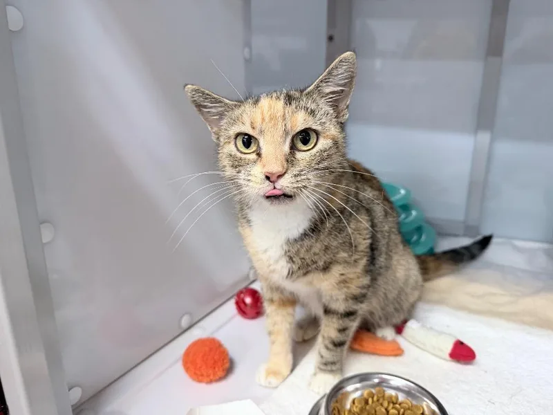 A young medium-sized female Domestic Short Hair cat named Quilava for adoption in Raleigh, NC