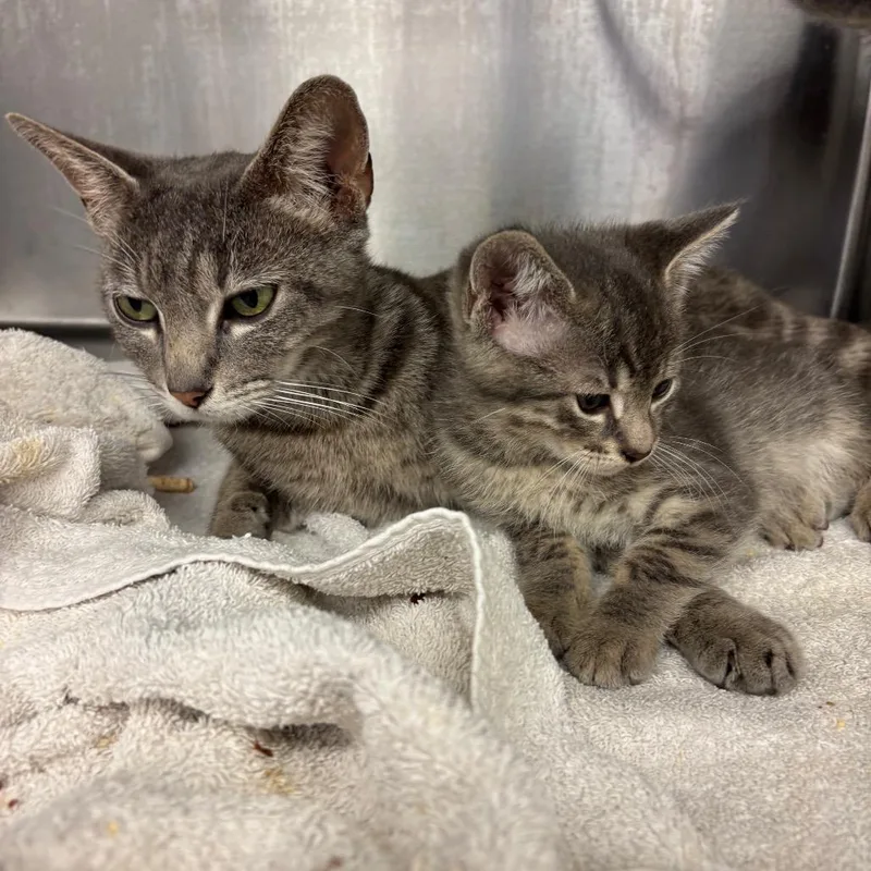 An adult small-sized female Gray / Blue / Silver Domestic Short Hair cat named Sahara for adoption in Los Angeles, CA