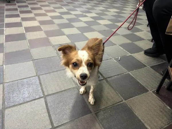 A young medium-sized male Mixed Breed dog named Beethoven for adoption in New York, NY