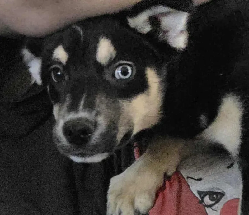 Lavender thumbnail 2