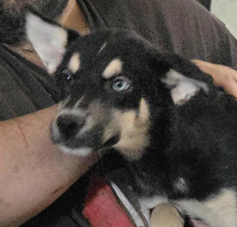 Lavender thumbnail 3