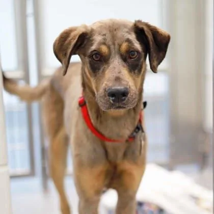 An adult medium-sized male Gray / Blue / Silver Mixed Breed dog named Moosey for adoption in Atlanta, GA