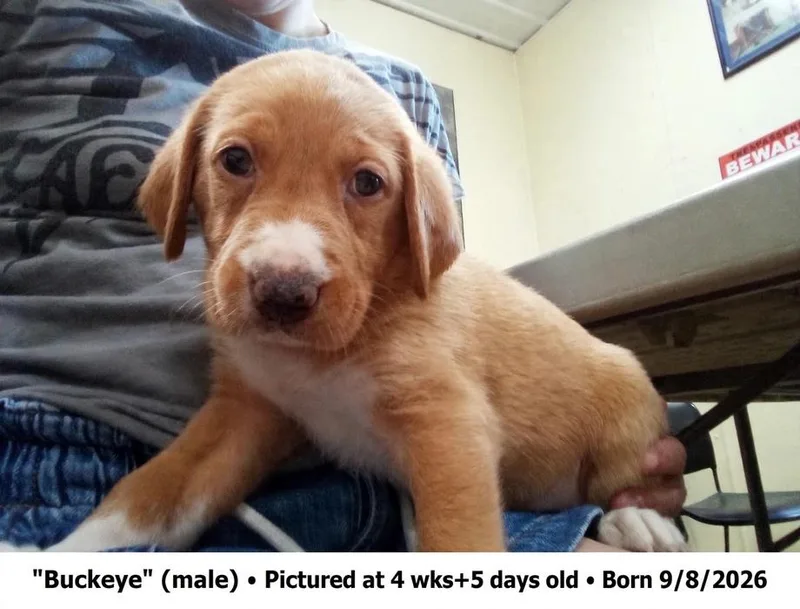 A baby large-sized male Hound dog named Buckeye for adoption in Austin, MN