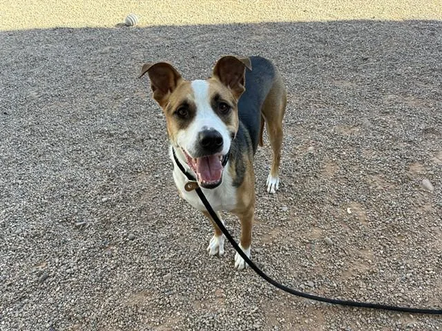 A young large-sized male Border Collie dog named Jax for adoption in Mesa, AZ