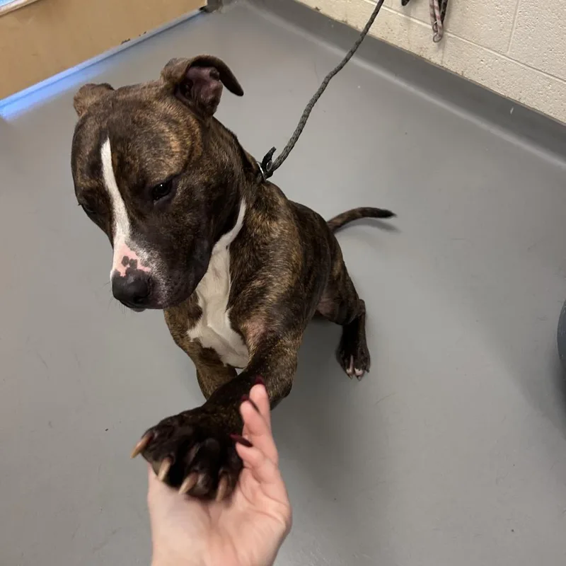 An adult large-sized male Brindle Mixed Breed dog named Pear for adoption in Asheville, NC