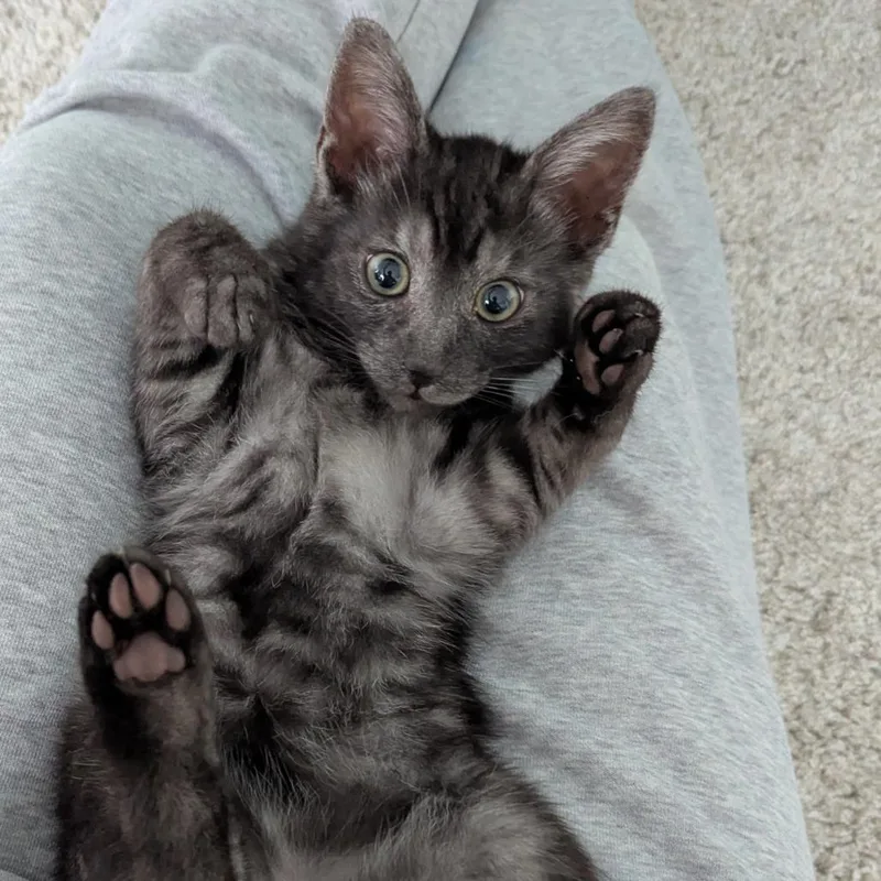 A baby small-sized male Smoke Domestic Short Hair cat named Philip Cheesesteak for adoption in PITTSBURGH, PA