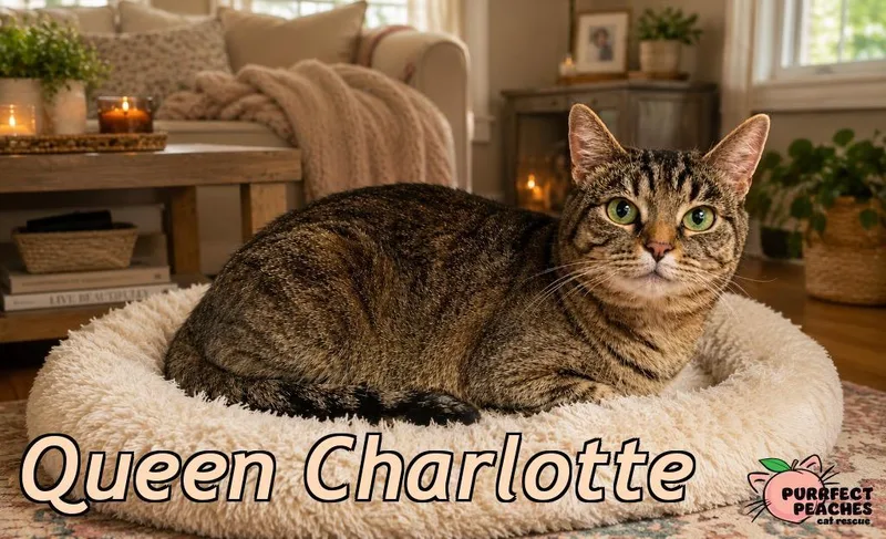 A young medium-sized female Domestic Short Hair cat named Queen Charlotte for adoption in Douglasville, GA