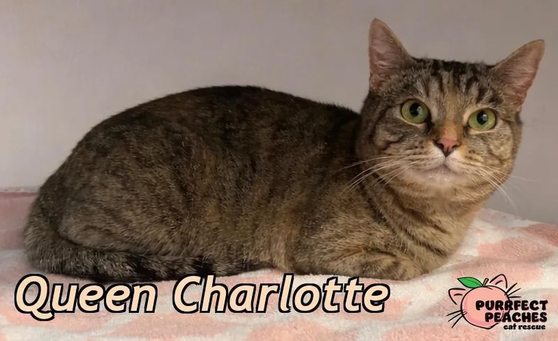 Queen Charlotte thumbnail 2