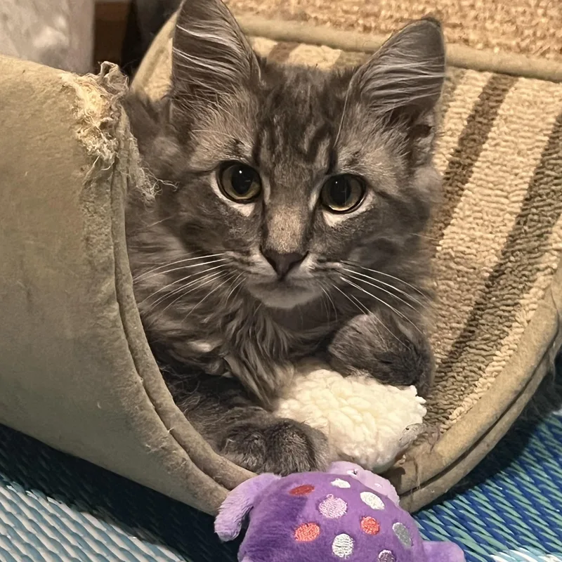 A baby large-sized female Gray / Blue / Silver Domestic Medium Hair cat named Arwen for adoption in OVERLAND PARK, KS