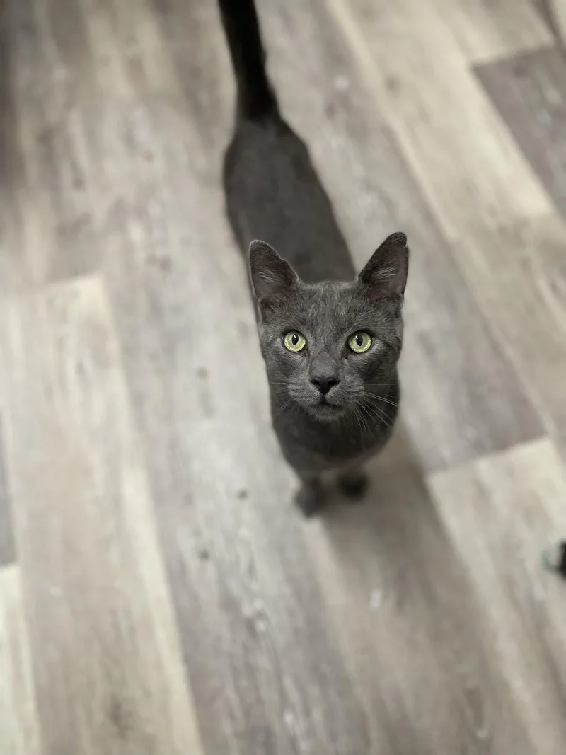 An adult large-sized male Gray / Blue / Silver Domestic Short Hair cat named Buford for adoption in Trenton, NJ