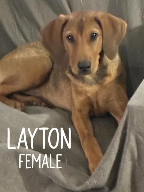 A baby medium-sized female Hound dog named Layton for adoption in Manchester, CT