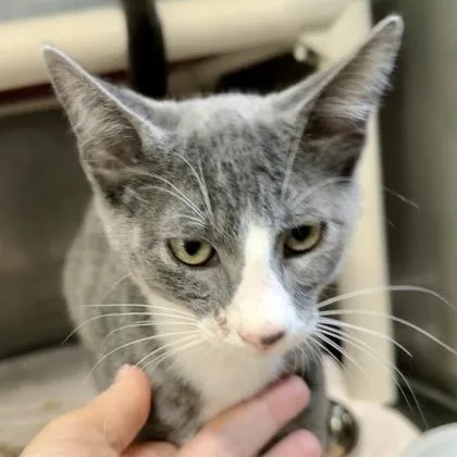 A baby medium-sized male Gray & White Domestic Short Hair cat named Tato for adoption in Athens, GA