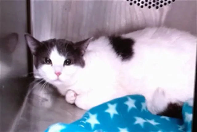 An adult medium-sized female Domestic Short Hair cat named Brinda for adoption in Albuquerque, NM