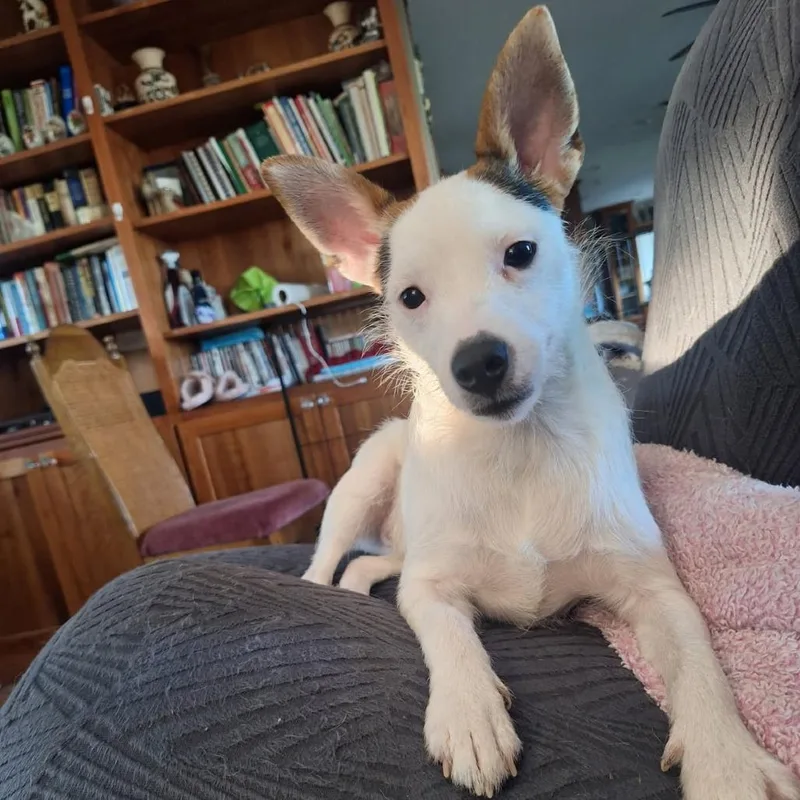 A young small-sized male White / Cream Jack Russell Terrier dog named Ponyboy for adoption in Albert Lea, MN
