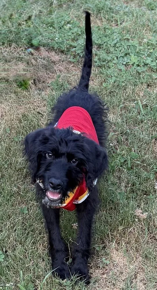 A baby medium-sized male Poodle dog named Flemings for adoption in Dunwoody, GA
