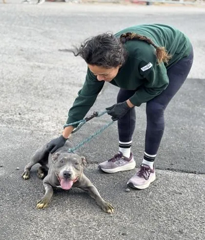 An adult medium-sized male Gray / Blue / Silver Pit Bull Terrier dog named Buck for adoption in El Paso, TX