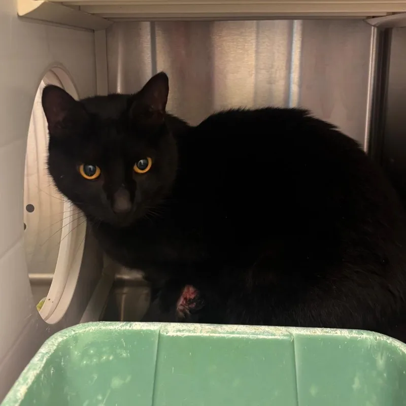 An adult small-sized male Black Domestic Short Hair cat named Bird for adoption in Norman, OK