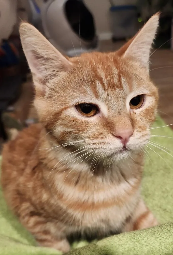 An adult medium-sized male Tabby (Orange / Red) Domestic Short Hair cat named Portland for adoption in Salinas, CA