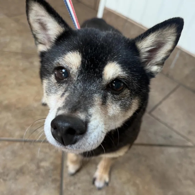A baby small-sized female Black Shiba Inu dog named MONTStray "Zo" for adoption in Perkiomenville, PA