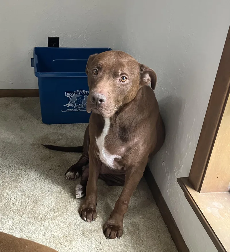 An adult large-sized male Brown / Chocolate Chocolate Labrador Retriever dog named Milo for adoption in Mooresville, NC