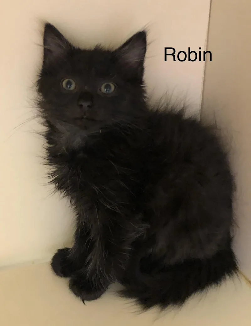 Robin