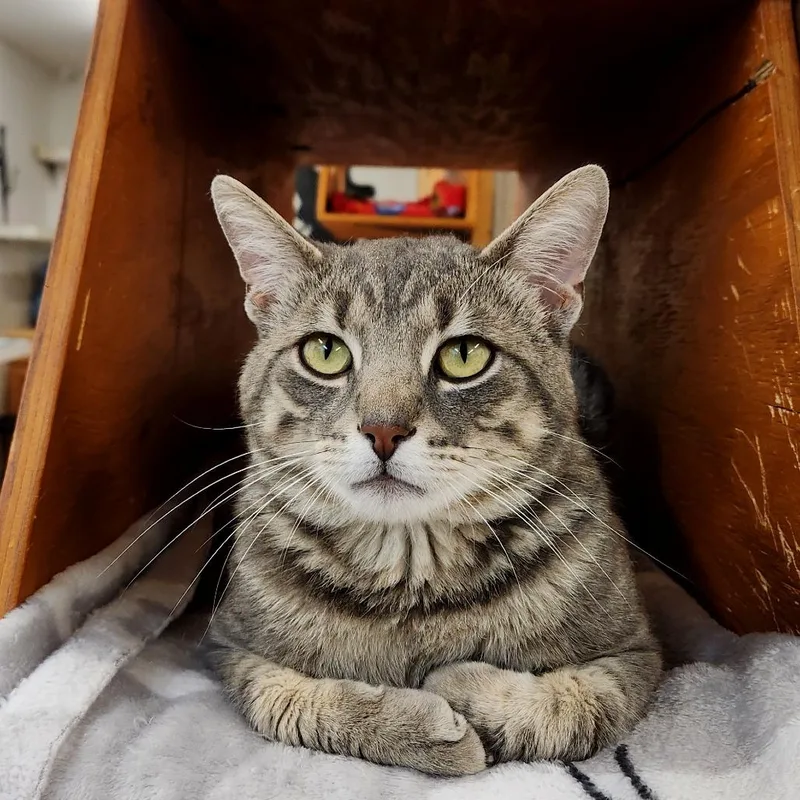 An adult medium-sized male Gray / Blue / Silver Domestic Short Hair cat named Clark for adoption in Delaware, OH