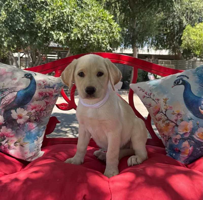 A young medium-sized female Yellow / Tan / Blond / Fawn Labrador Retriever dog named Brandy for adoption in Temecula, CA