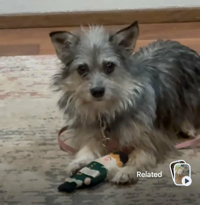 A young small-sized female Bicolor Yorkshire Terrier dog named Gigi for adoption in Oak Harbor, WA