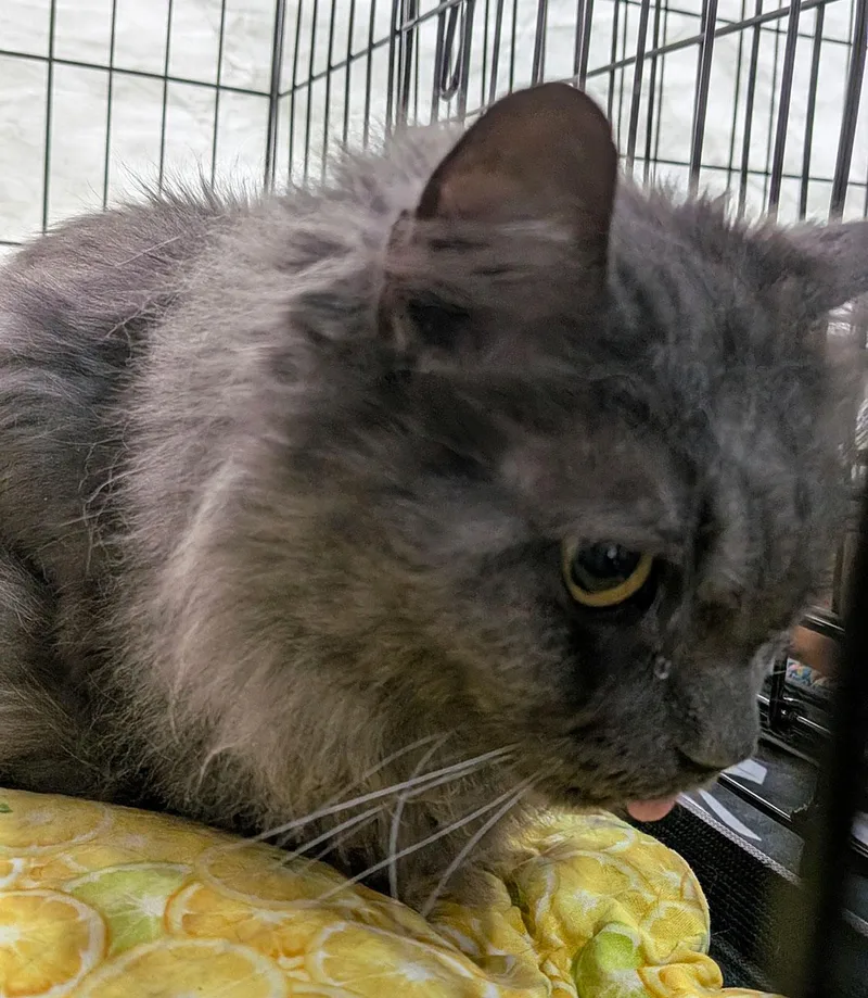 A senior small-sized male Gray / Blue / Silver Nebelung cat named Maxwell for adoption in Brooklyn, NY