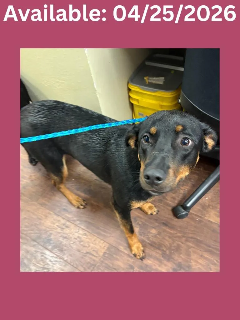 A young medium-sized female Rottweiler dog named Dog Kennel for adoption in Greenville, TX