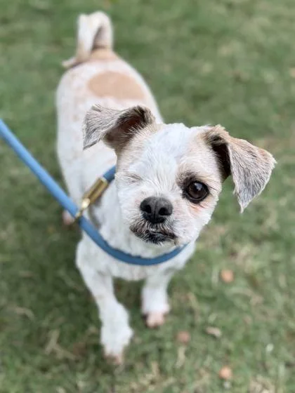 An adult small-sized male Mixed Breed dog named Arthur for adoption in Memphis, TN