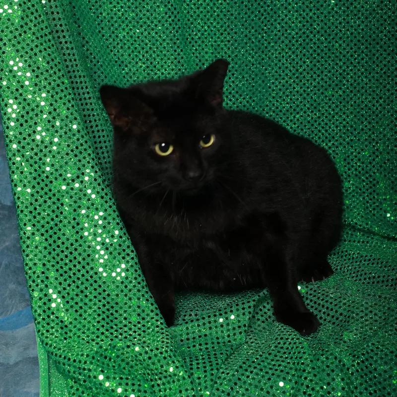 Kinleigh thumbnail 2