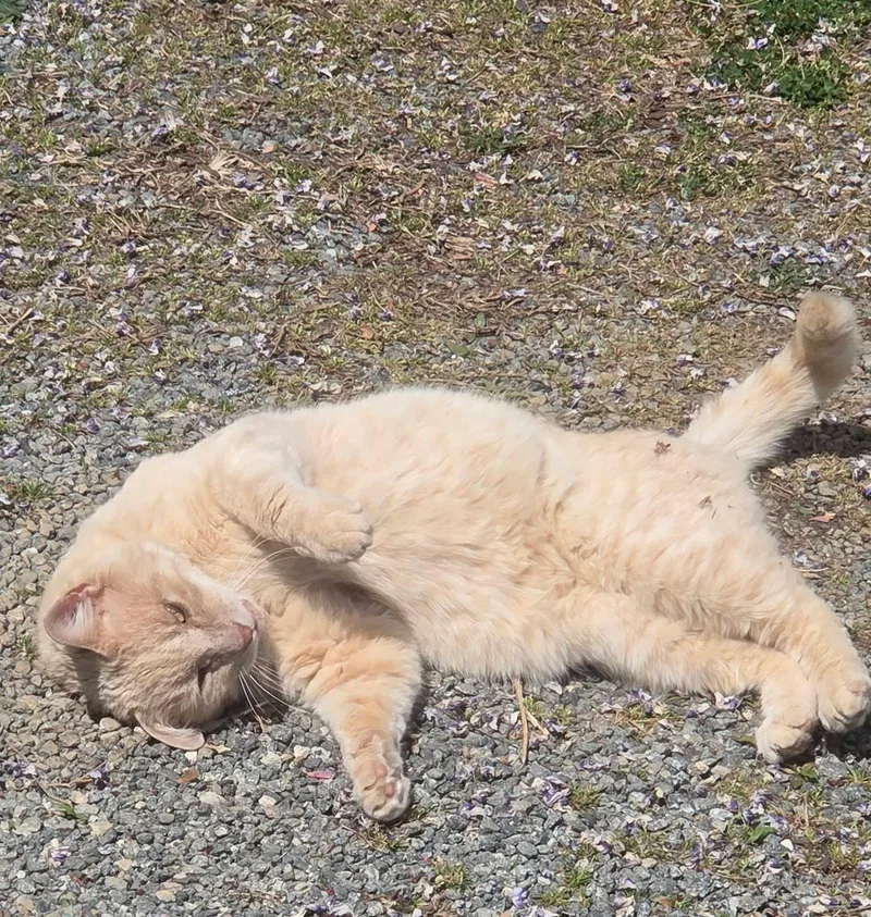 A senior medium-sized male Cream / Ivory Domestic Short Hair cat named Ace for adoption in Clarksville, VA