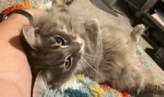 Freyja