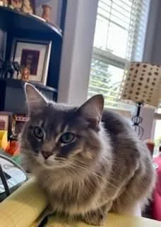 Freyja thumbnail 3