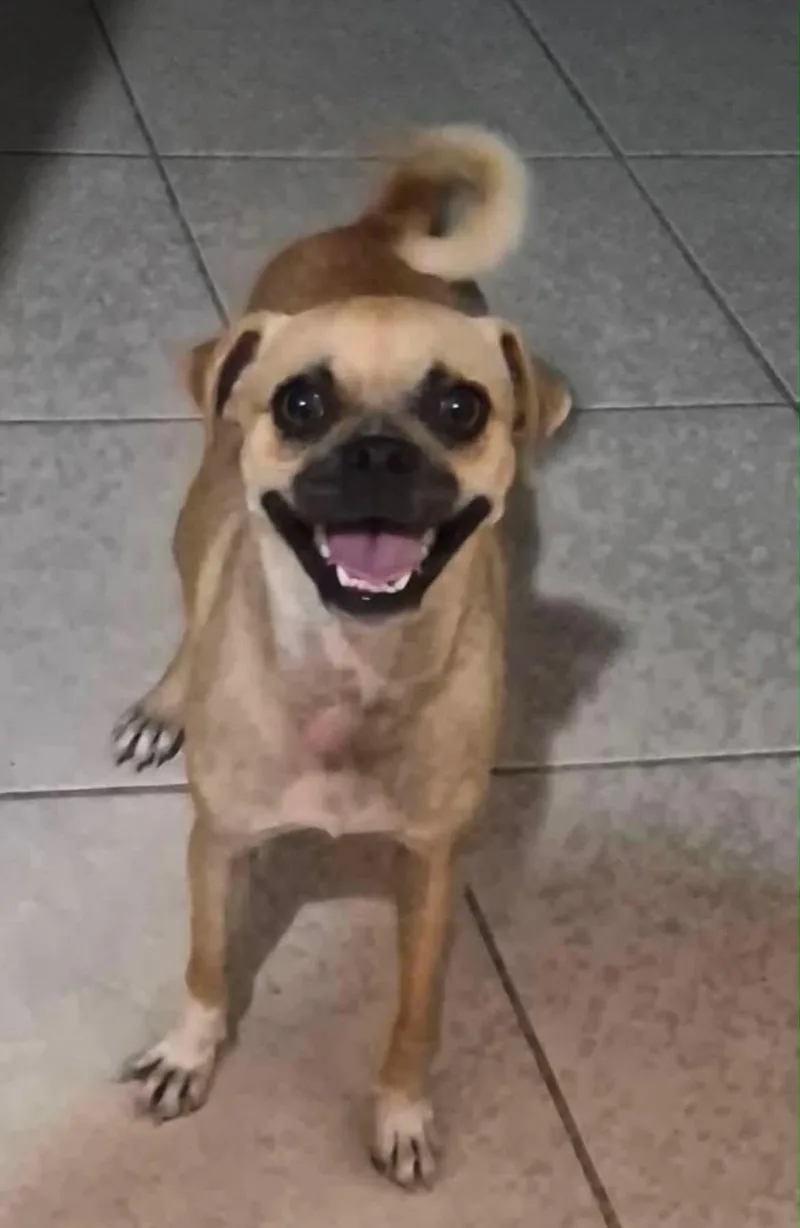 A young small-sized female Pug dog named Catalina for adoption in Gainesville, VA