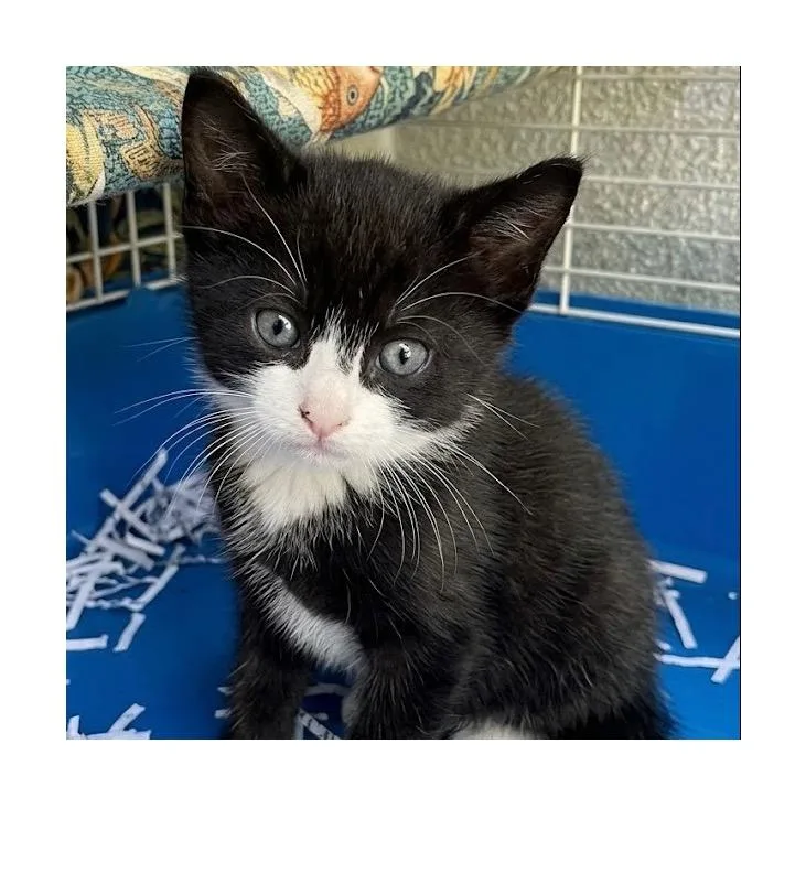 A baby small-sized female Domestic Short Hair cat named Jelly for adoption in San Pedro, CA