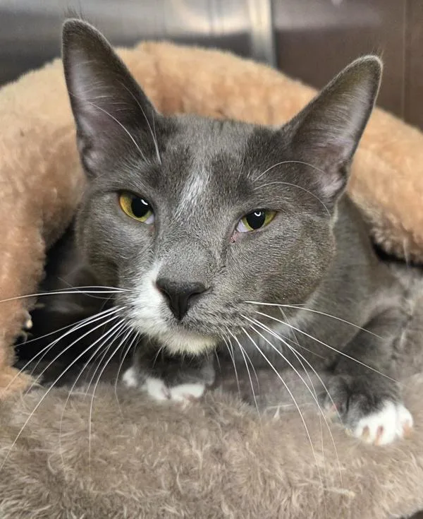 A young medium-sized male Domestic Short Hair cat named Sylus for adoption in Pocatello, ID