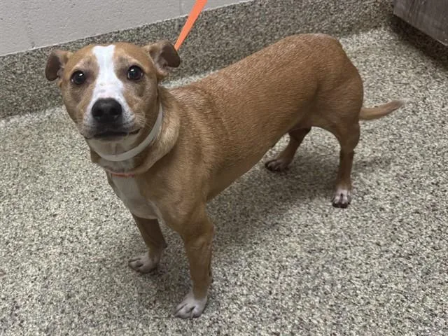 An adult medium-sized male Terrier dog named Cooper for adoption in Colorado Springs, CO
