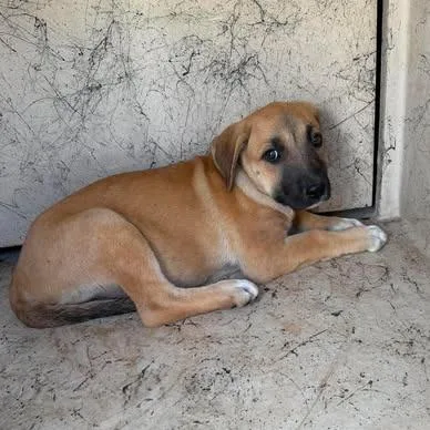 A baby small-sized female Yellow / Tan / Blond / Fawn American Staffordshire Terrier dog named Taylor for adoption in Bastrop, TX
