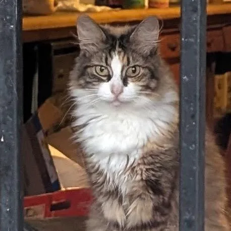 A senior small-sized female Domestic Long Hair cat named Dorito for adoption in Long Beach, CA