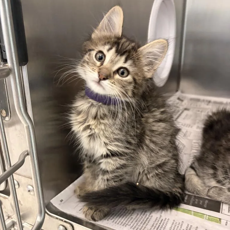 A baby small-sized female Brown / Chocolate Domestic Long Hair cat named Newt for adoption in Marshall, VA