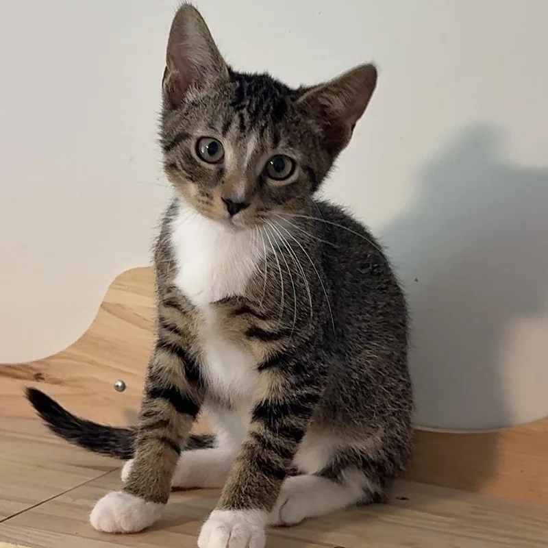 A baby small-sized male Tabby (Buff / Tan / Fawn) Domestic Short Hair cat named Dash for adoption in Richmond, VA