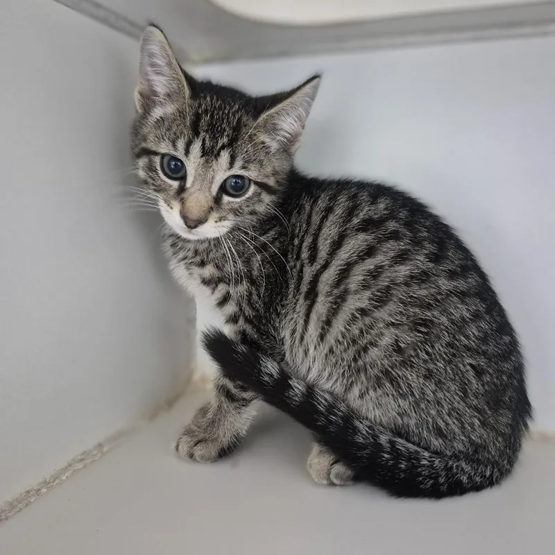 A baby small-sized male Brown / Chocolate Domestic Short Hair cat named Bellini for adoption in Newark, NJ