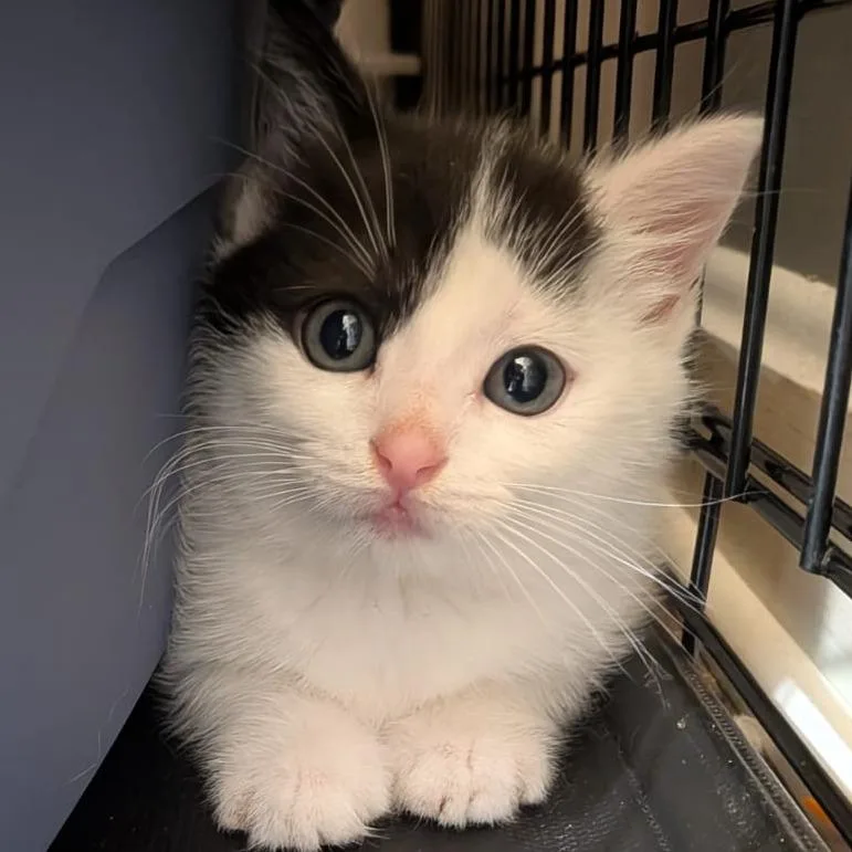 A young small-sized female Domestic Short Hair cat named Scarlett for adoption in Winchester, VA