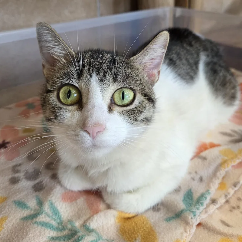 A young medium-sized female Tabby (Brown / Chocolate) Domestic Short Hair cat named Kahlua for adoption in Park Rapids, MN