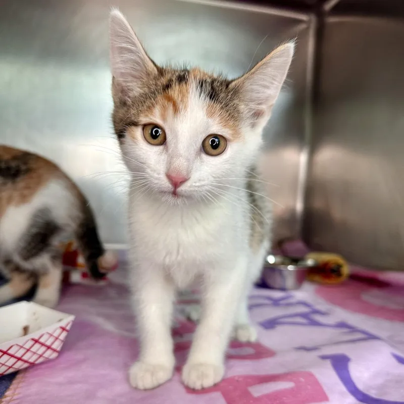 A baby small-sized female Calico Domestic Short Hair cat named Lipizzan for adoption in Matteson, IL