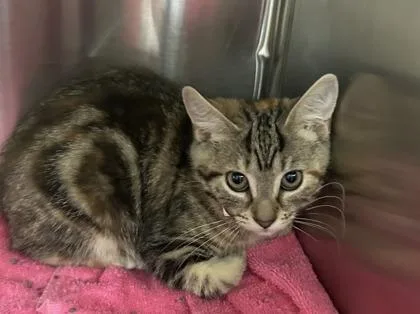 A baby small-sized female Domestic Short Hair cat named Fallon for adoption in Cincinnati, OH